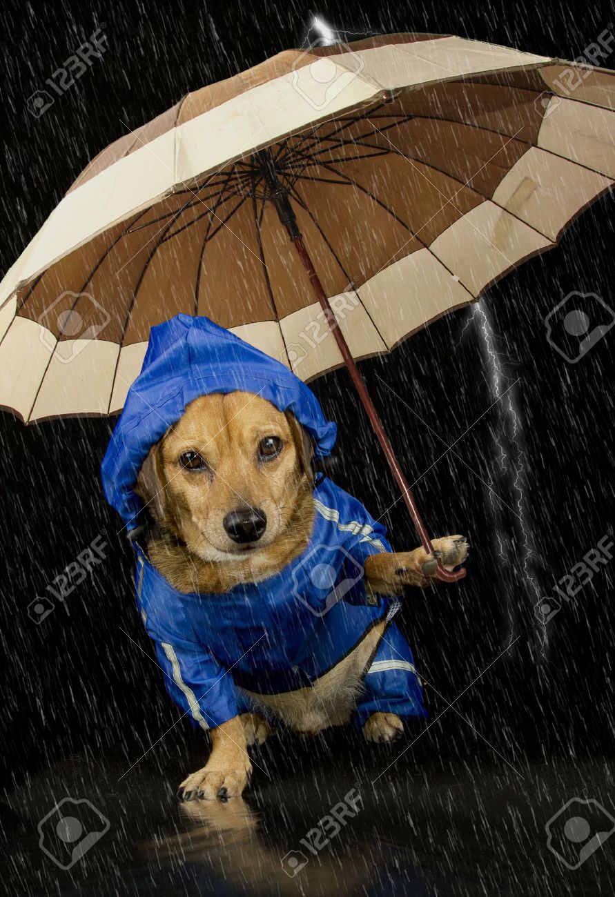 dog and umbrella