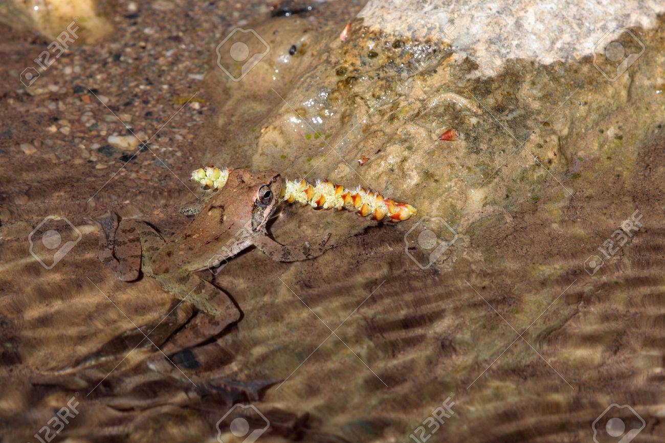 澄んだ水から新興擬態のカエル の写真素材 画像素材 Image 澄んだ水から新興擬態のカエル の写真素材 画像素材 Image