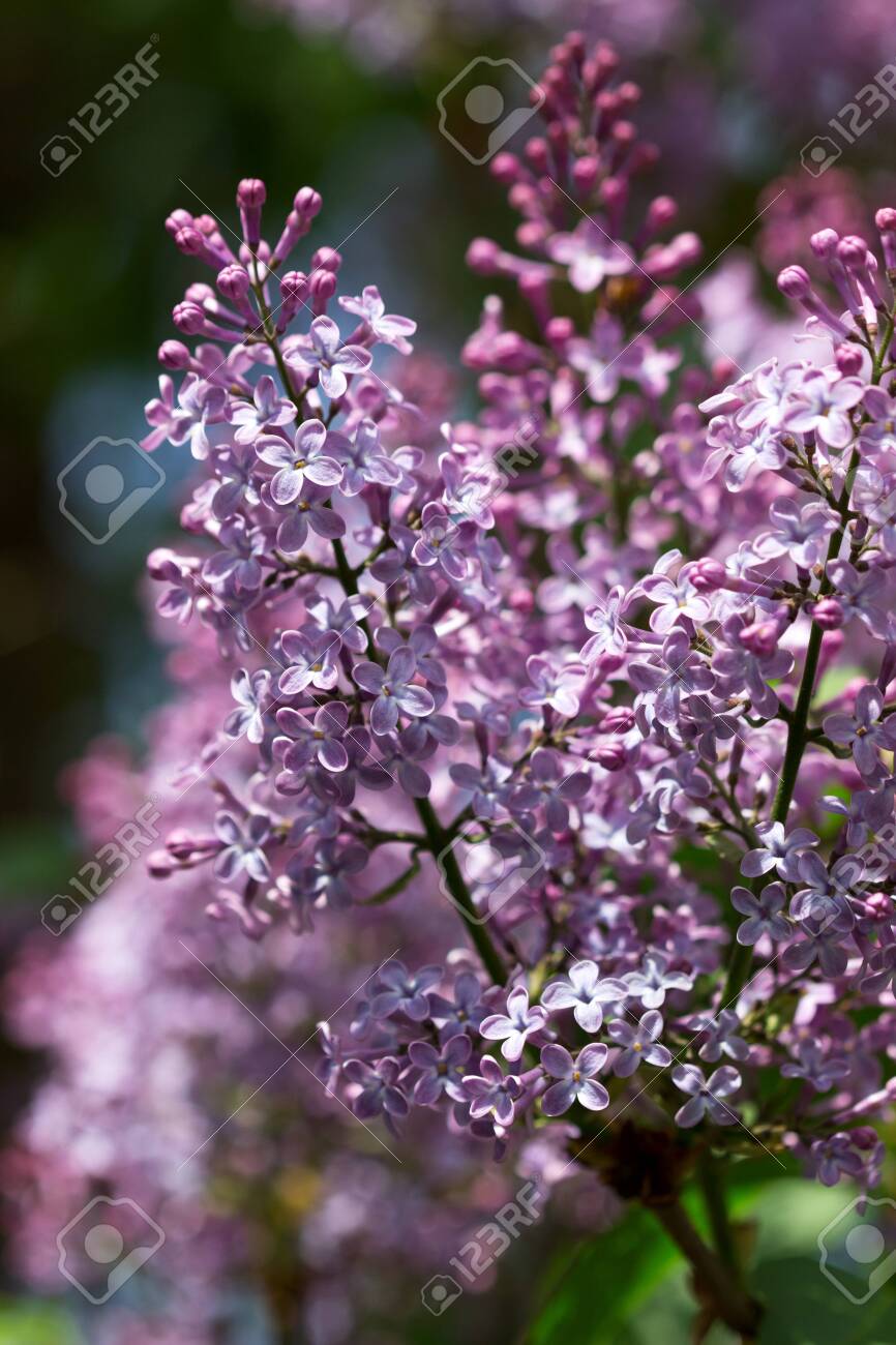 Flowers With Five Petals On A Lilac Branch A Sign Of Good Luck Stock Photo Picture And Royalty Free Image Image 146893376 123rf com
