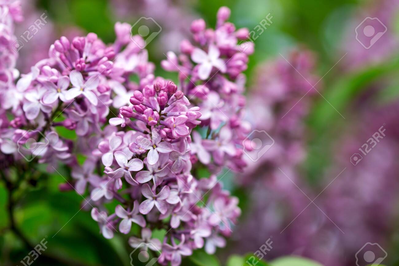 Flowers With Five Or Three Petals On A Lilac Branch A Sign Of Stock Photo Picture And Royalty Free Image Image 146893399 123rf com