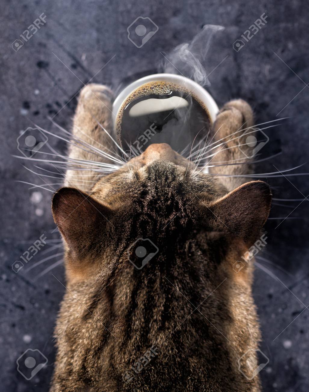 Immagini Stock Le Zampe Di Gatto Tengono Una Tazza Di Caffè Nero