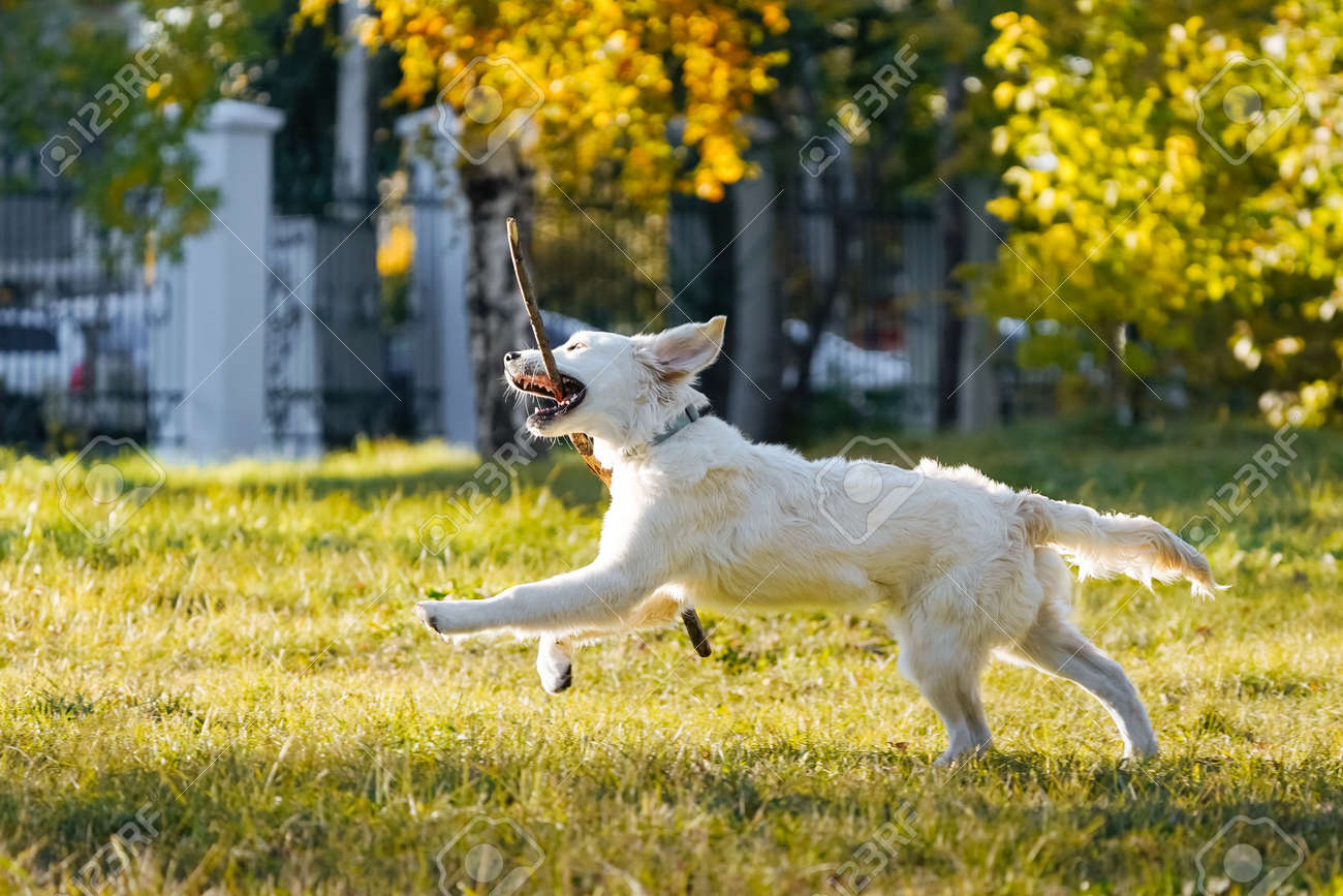 RISA FRANK リサフランク ゴールデンレトリバー　犬　箱　ボックスセット RISA FRANK リサフランク ゴールデンレトリバー 犬 箱 ボックス