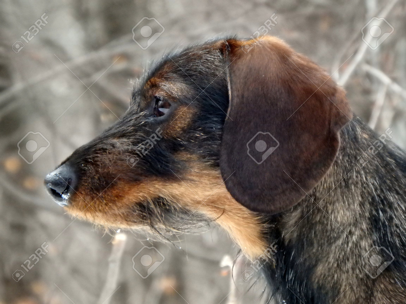 dachshund furry