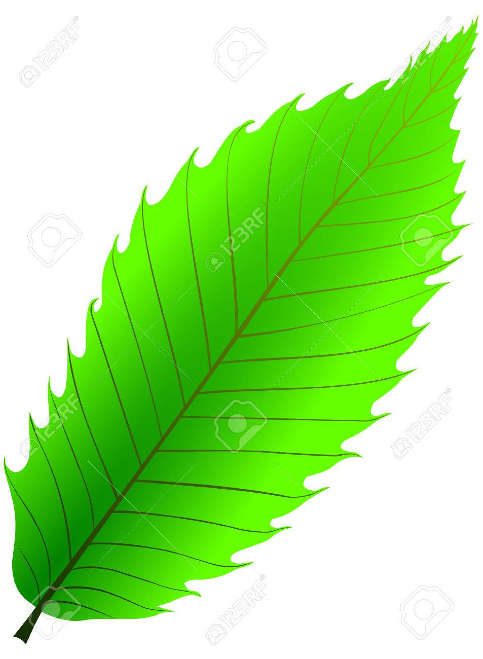 栗 ヨーロッパグリ ベクトル 分離の栗の葉 のイラスト素材 ベクタ Image