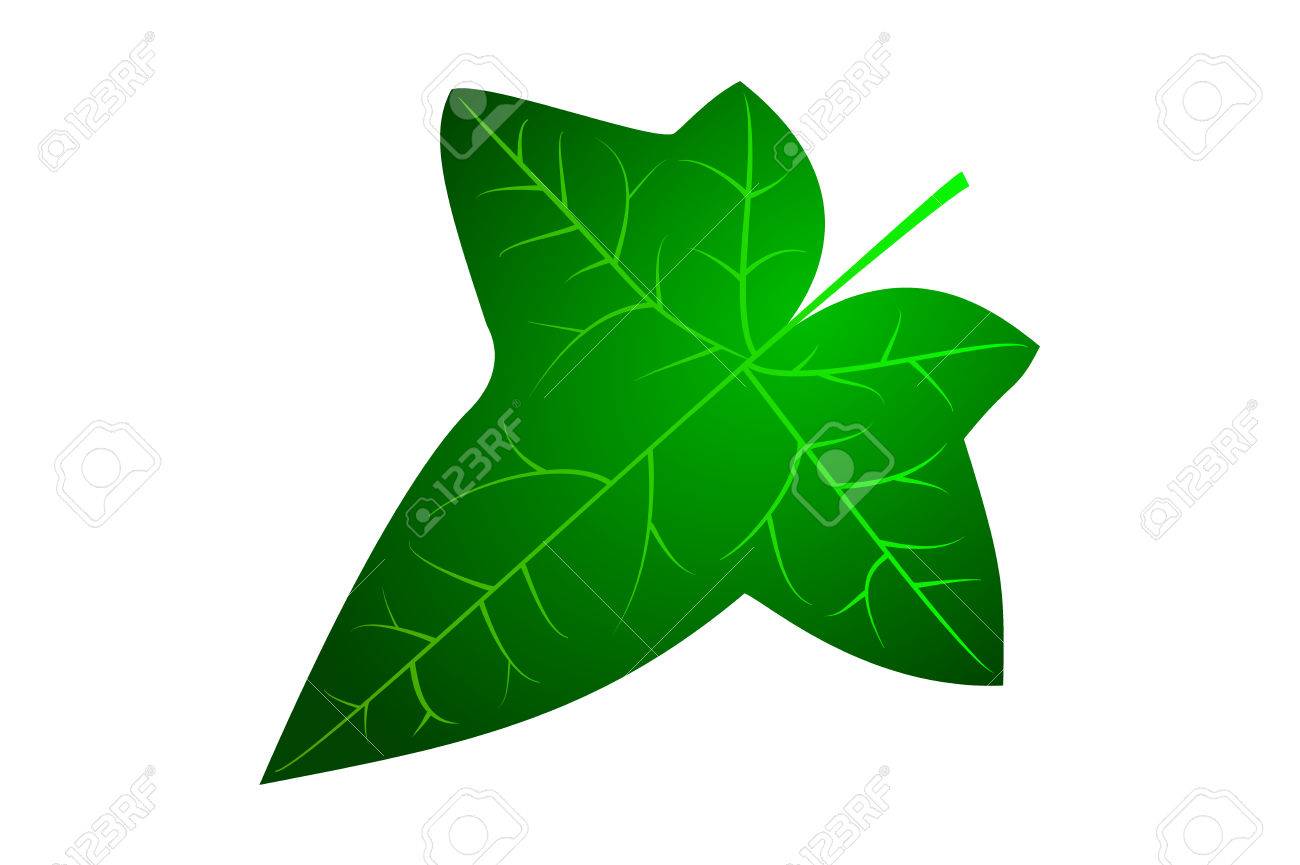 Ivy Ivy Leaf Vector Royalty Free Svg Cliparts Vectors And Stock Illustration Image