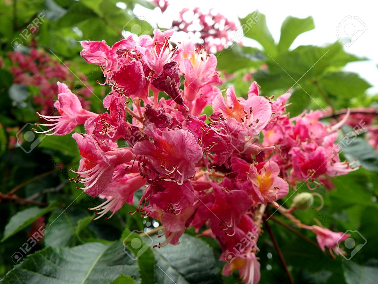 flower red horse chestnut