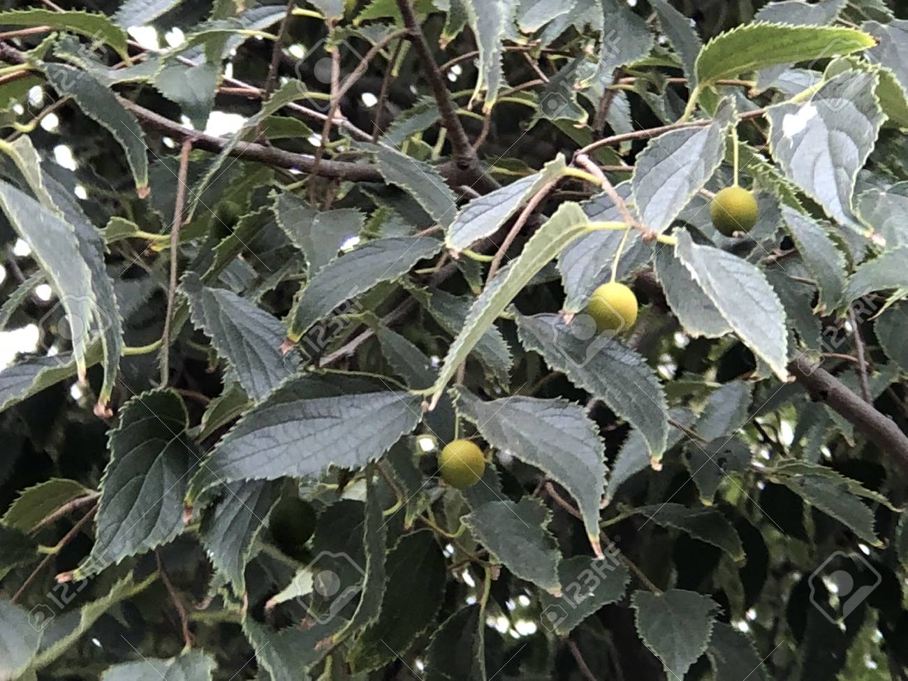 Ortie des arbres fruitiers