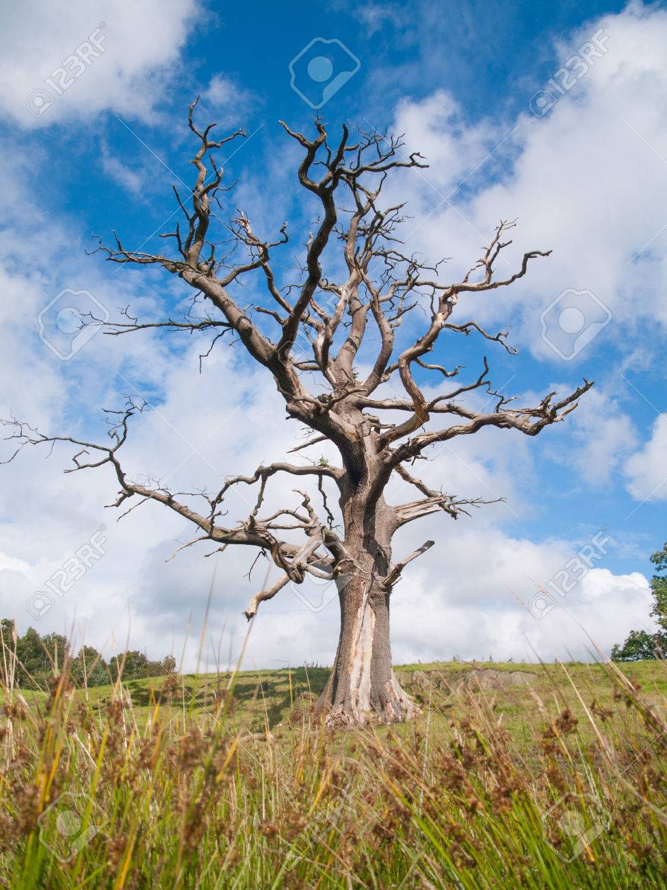 フィールドで孤独な不気味な枯れ木の写真素材・画像素材 Image 47375476