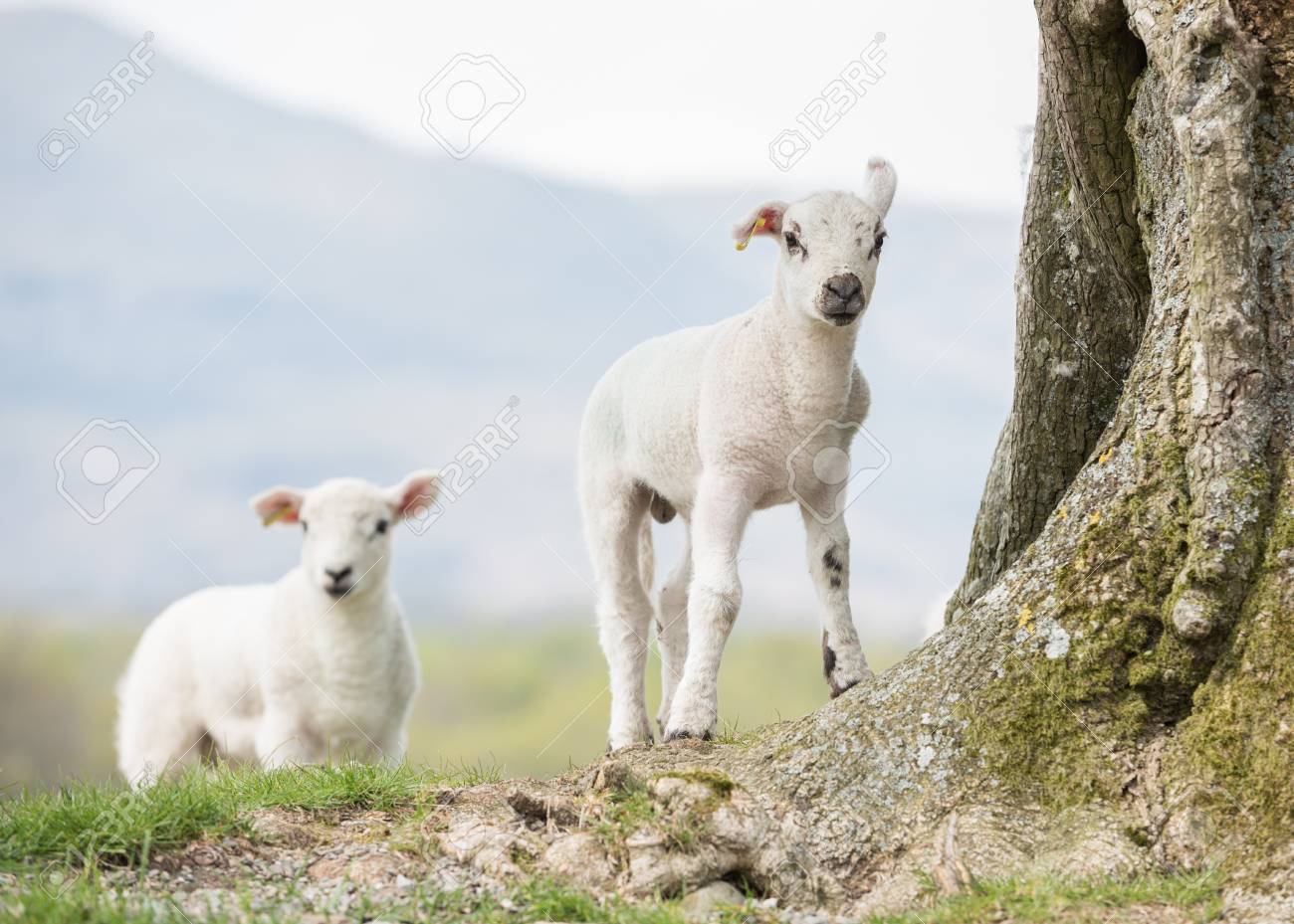イギリスの田舎の設定でカメラに探しているかわいい赤ちゃん羊たち の写真素材 画像素材 Image イギリスの田舎の設定でカメラに探しているかわいい赤ちゃん羊たち の写真素材 画像素材 Image