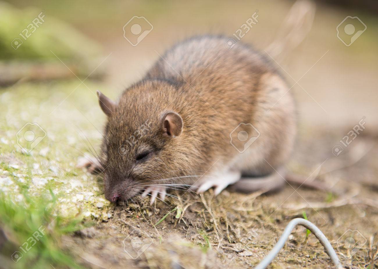 殺鼠剤を食べた後死ぬファーム ラット の写真素材 画像素材 Image