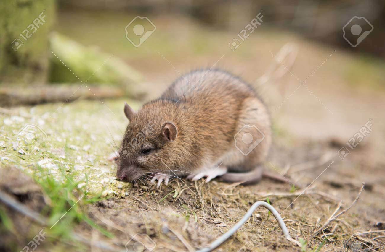 殺鼠剤を食べた後死ぬファーム ラット の写真素材 画像素材 Image