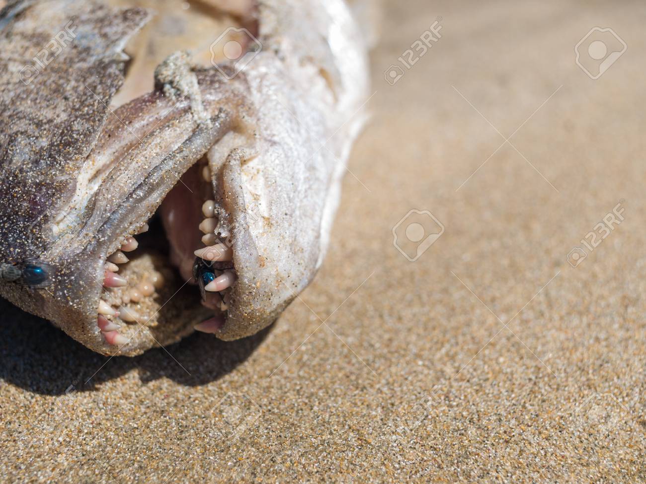 死んだ熱帯魚を Flys で口の中でのその歯を公開する黄金の砂浜で洗った 魚は 捕食者の魚によって食べ半分をされています の写真素材 画像素材 Image