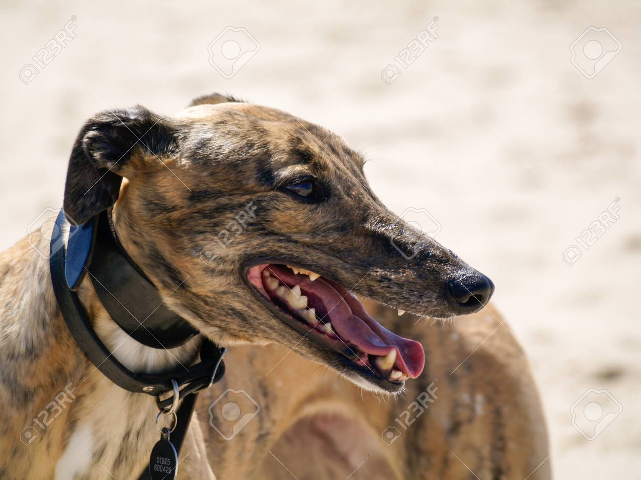 A Beautiful Pedigree Brindle Greyhound With Its Mouth Open On A Beach With A Shallow Depth Of Field Stock Photo Picture And Royalty Free Image Image 86357012