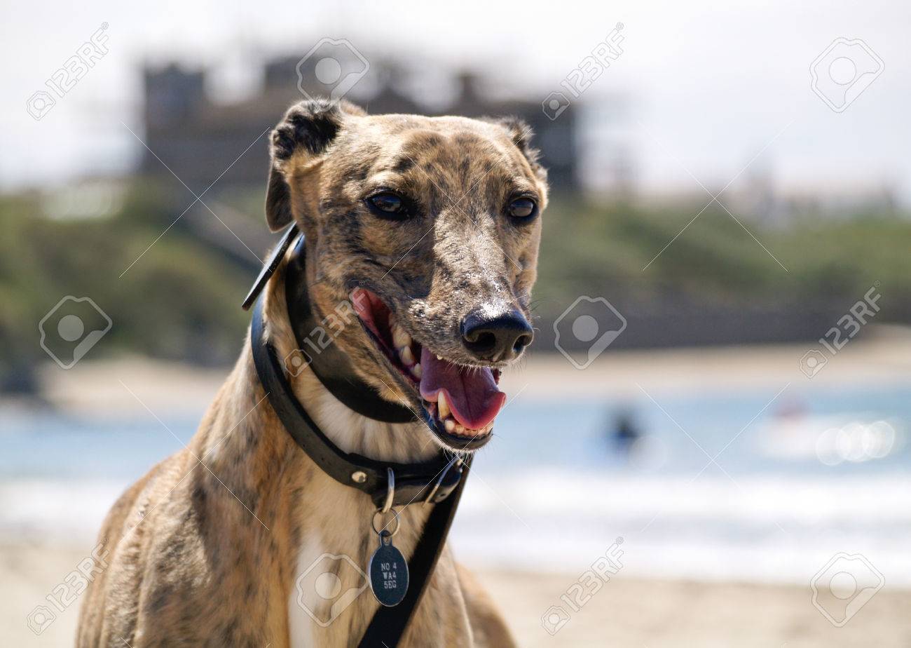 A Beautiful Pedigree Brindle Greyhound With Its Mouth Open On A Beach With A Shallow Depth Of Field Stock Photo Picture And Royalty Free Image Image 86357015