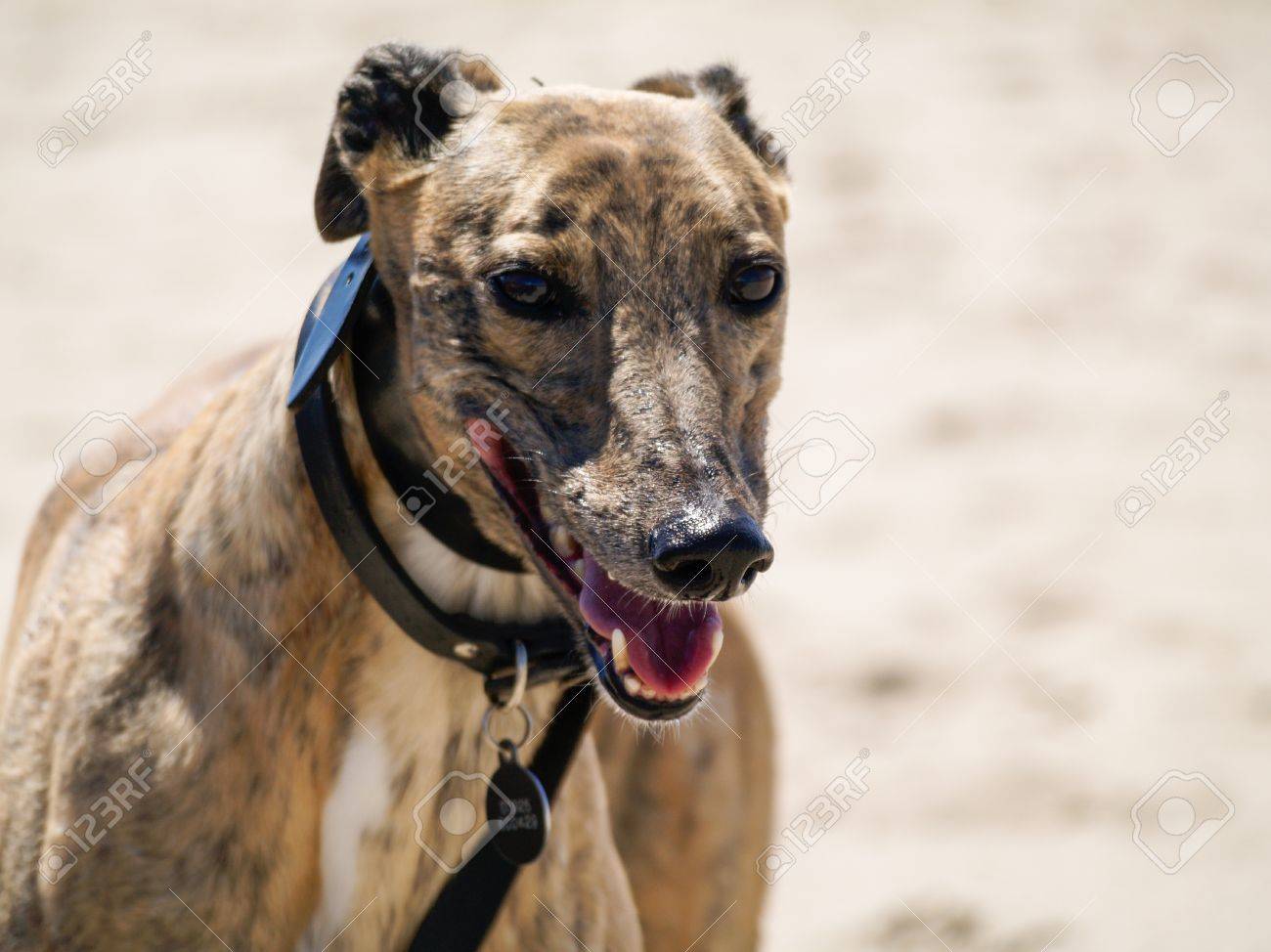 A Beautiful Pedigree Brindle Greyhound With Its Mouth Open On A Beach With A Shallow Depth Of Field Stock Photo Picture And Royalty Free Image Image 86357024