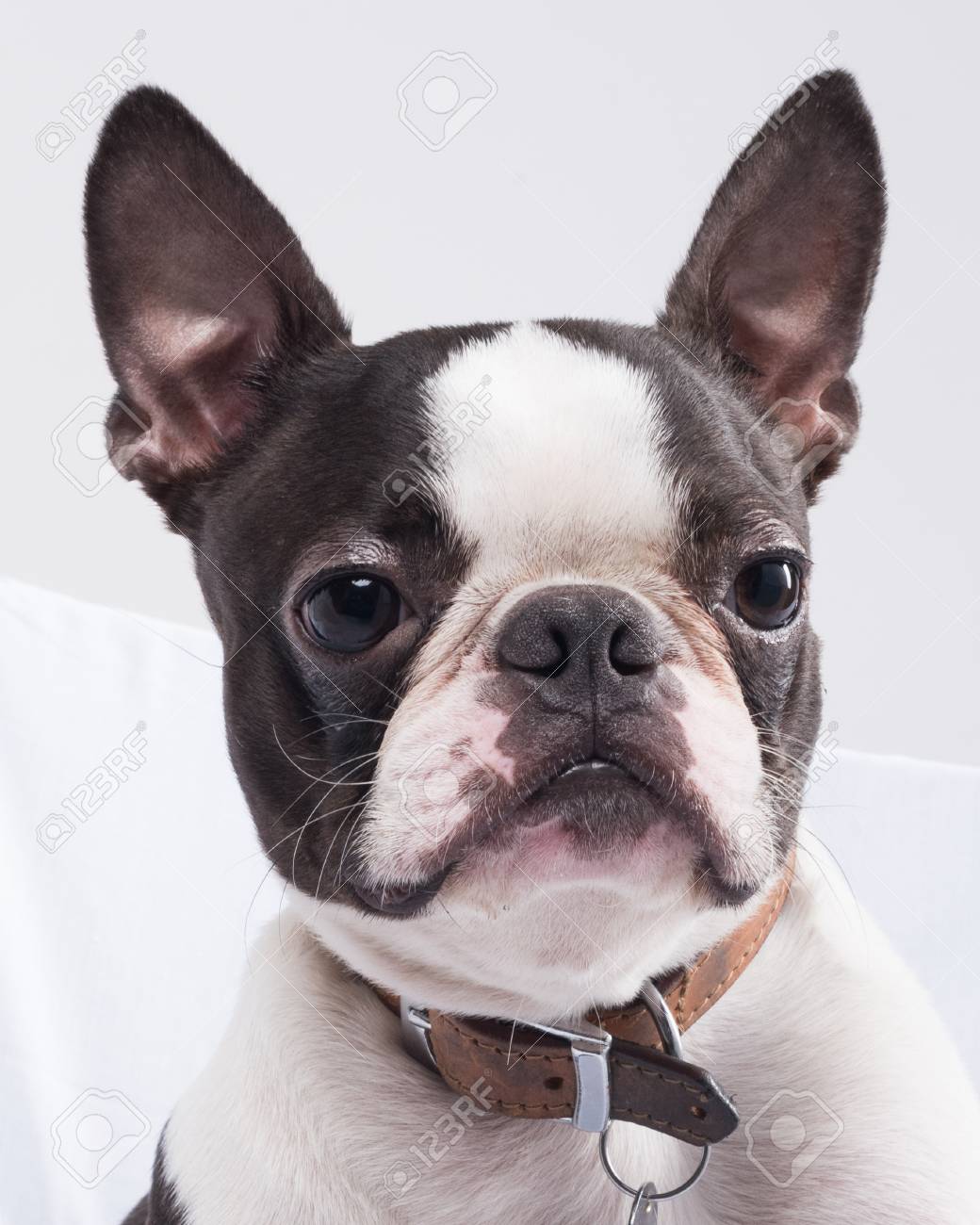 Un Beau Portrait De Jeune Chien Terrier Boston Isolé Dans Un Studio Blanc Sur Des Draps Blancs Le Chien Terrier De Boston A De Grandes Oreilles