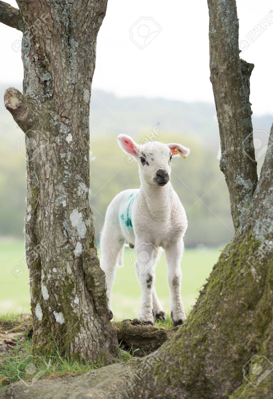 A Cute Baby Lamb Looking Through Some Trees Stock Photo Picture And