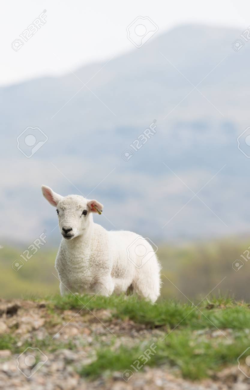 英語の田舎の設定でカメラを見てかわいい赤ちゃんの子羊 の写真素材 画像素材 Image