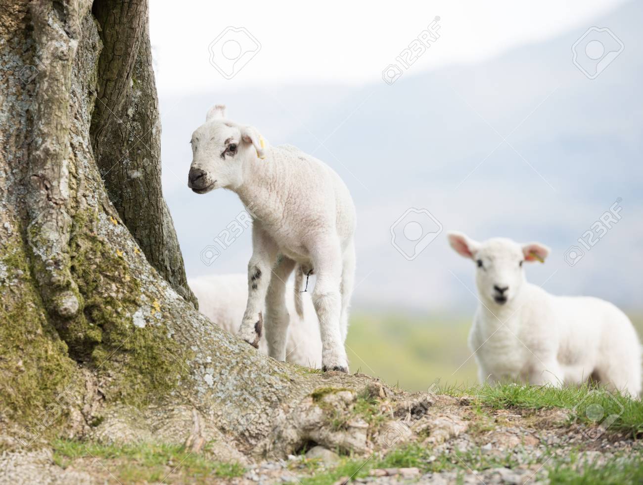 Cute Baby Lambs Looking Into The Camera In An English Countryside