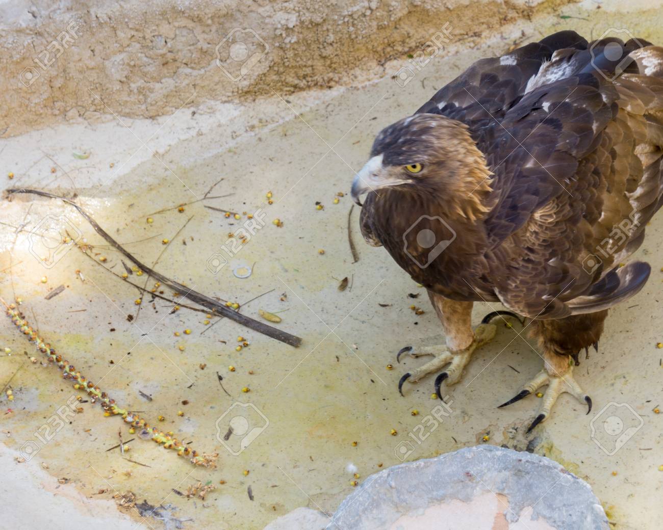 Golden Eagle Standing On A Small Puddle To Drink Water