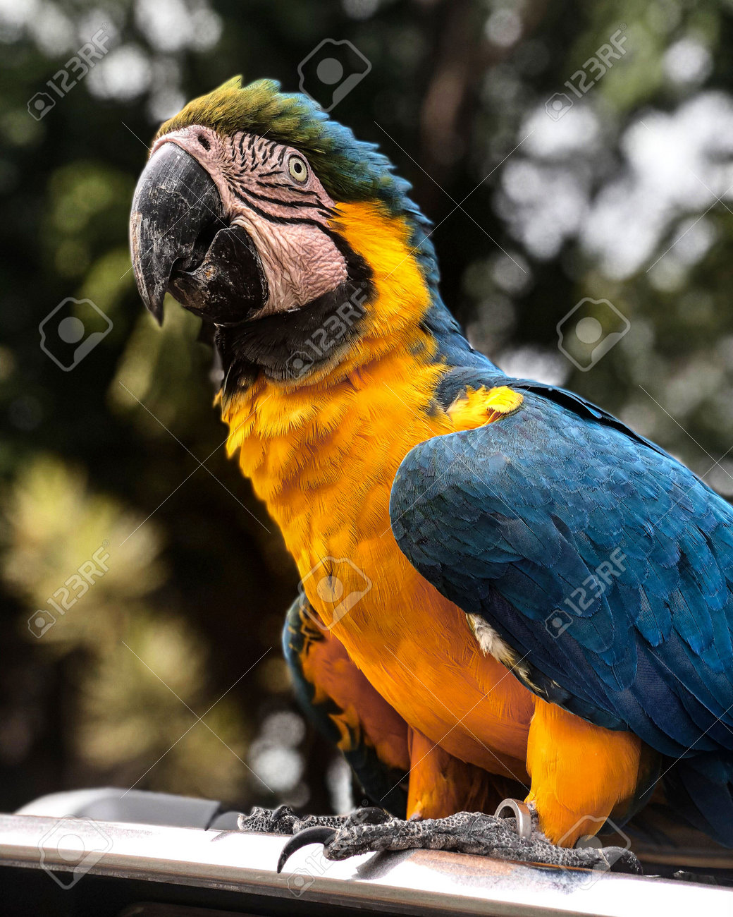 etiam-dictum-ipsum-a-felis