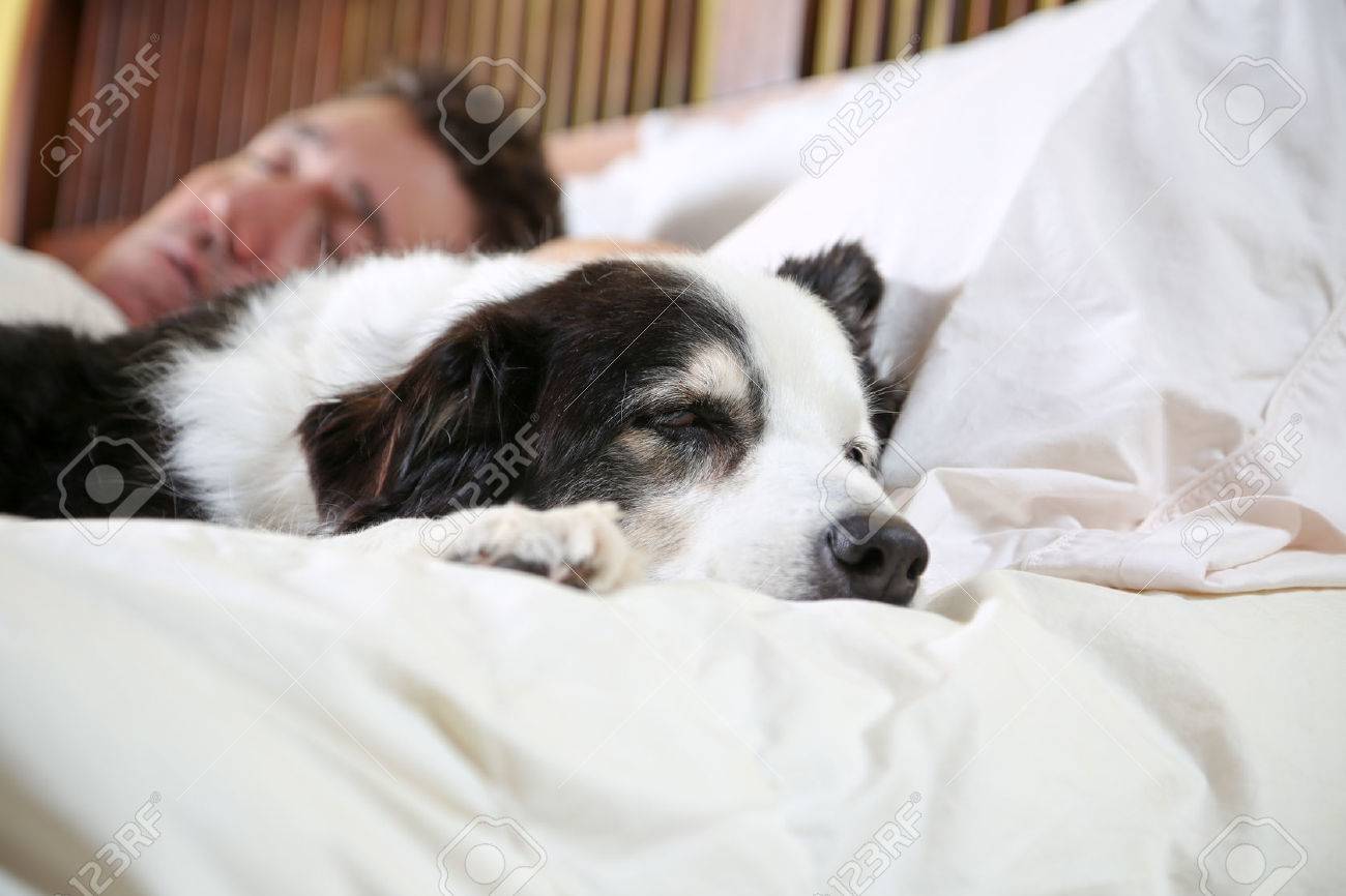 Keeping His Owner Company On A Sick Day Or Sleeping In On The Weekend Dogs Like To Stay Close To Their People Stock Photo Picture And Royalty Free Image Image 65783537