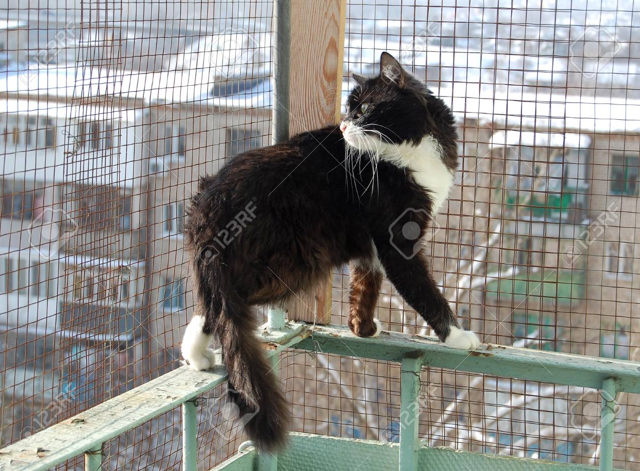 Le Chat Noir Et Blanc Espiegle Sur Le Balcon Vue Sur La Ville Par Une Cage De Balcon Banque D Images Et Photos Libres De Droits Image
