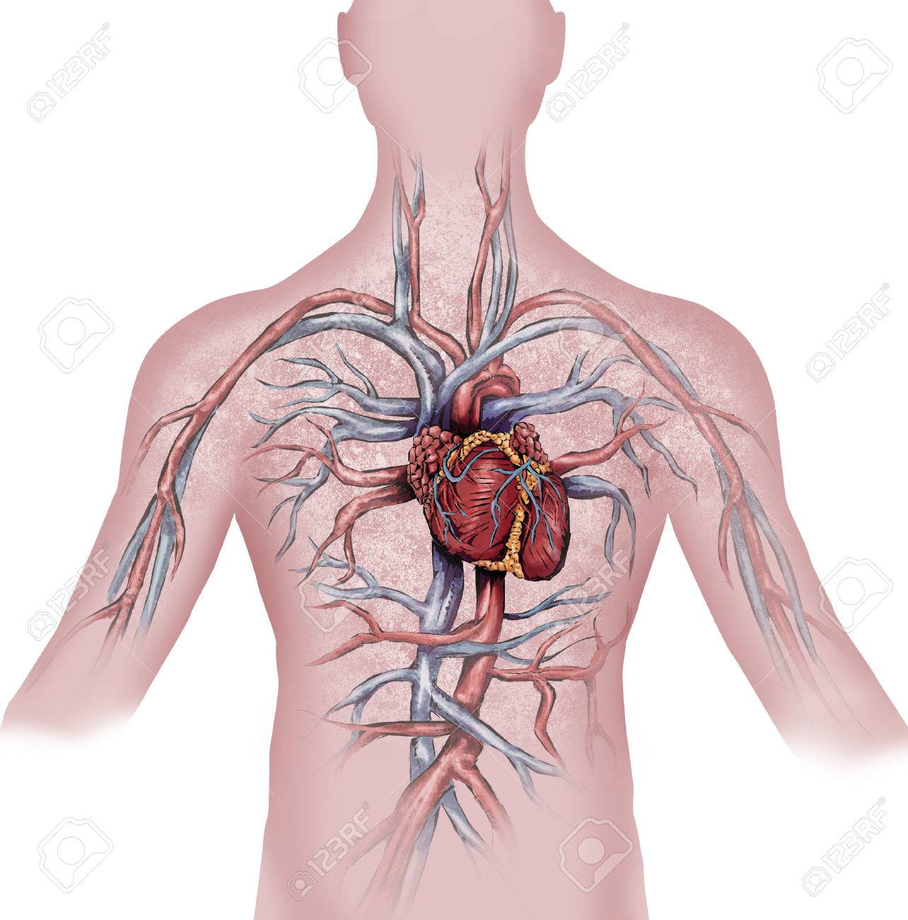corazón con sistema circulatorio humano fotos retratos imágenes y