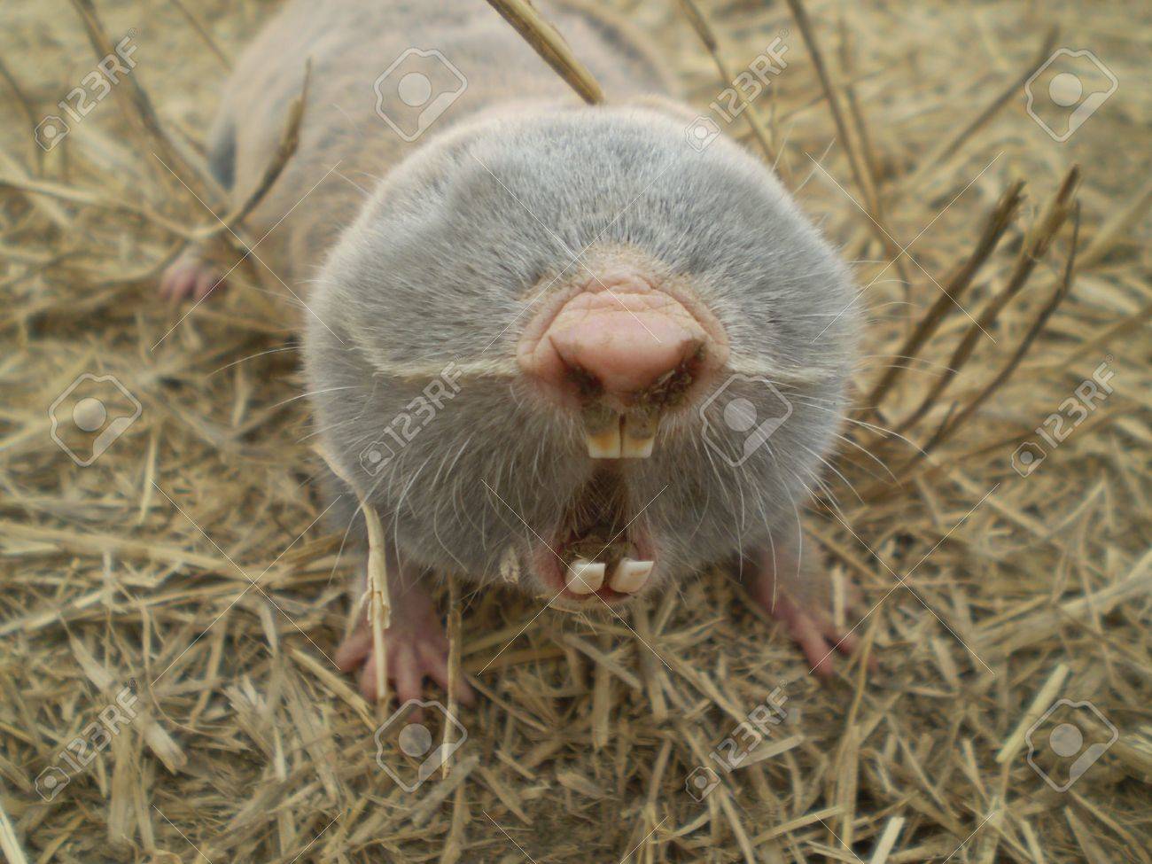 A Mole Showing The Teeth Stock Photo, Picture and Royalty Free Image. Image  17485876.