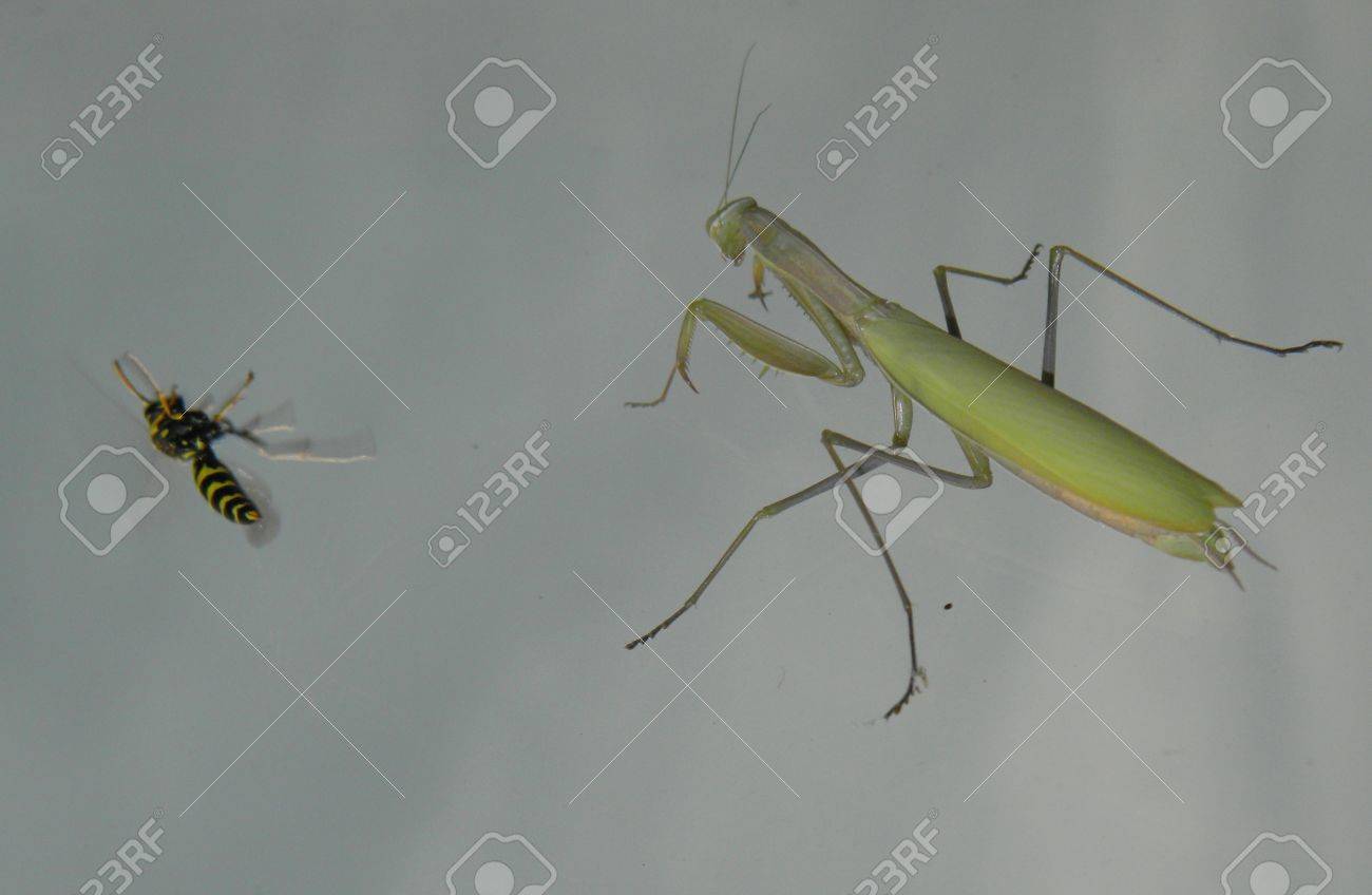 カマキリのスズメバチとの戦い の写真素材 画像素材 Image