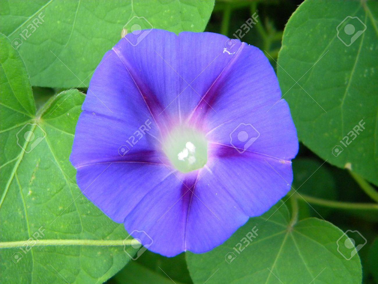 紫の朝顔の花 の写真素材 画像素材 Image