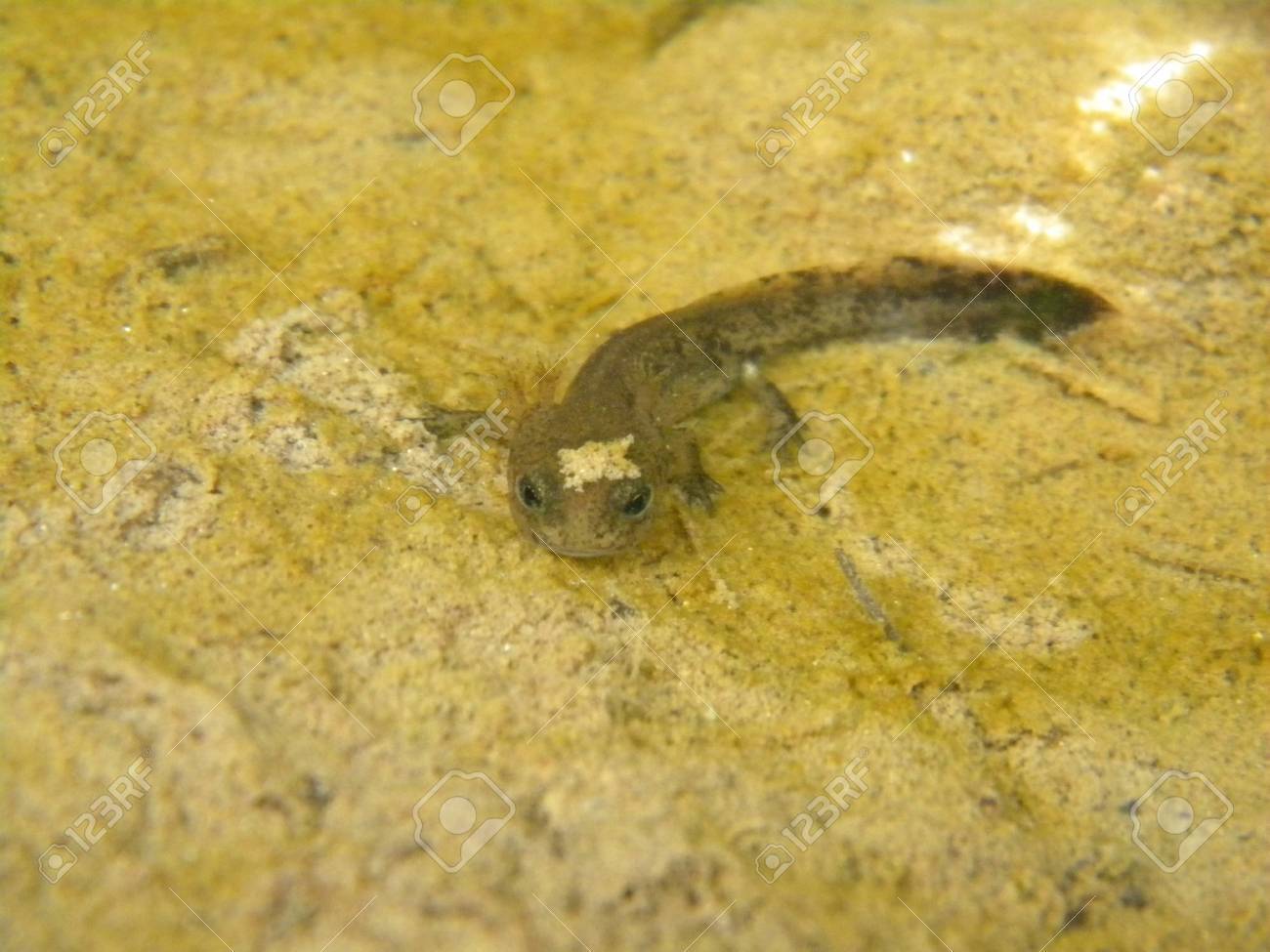 A Baby Salamander Stock Photo, Picture and Royalty Free Image. Image  19902113., image size:1300x975