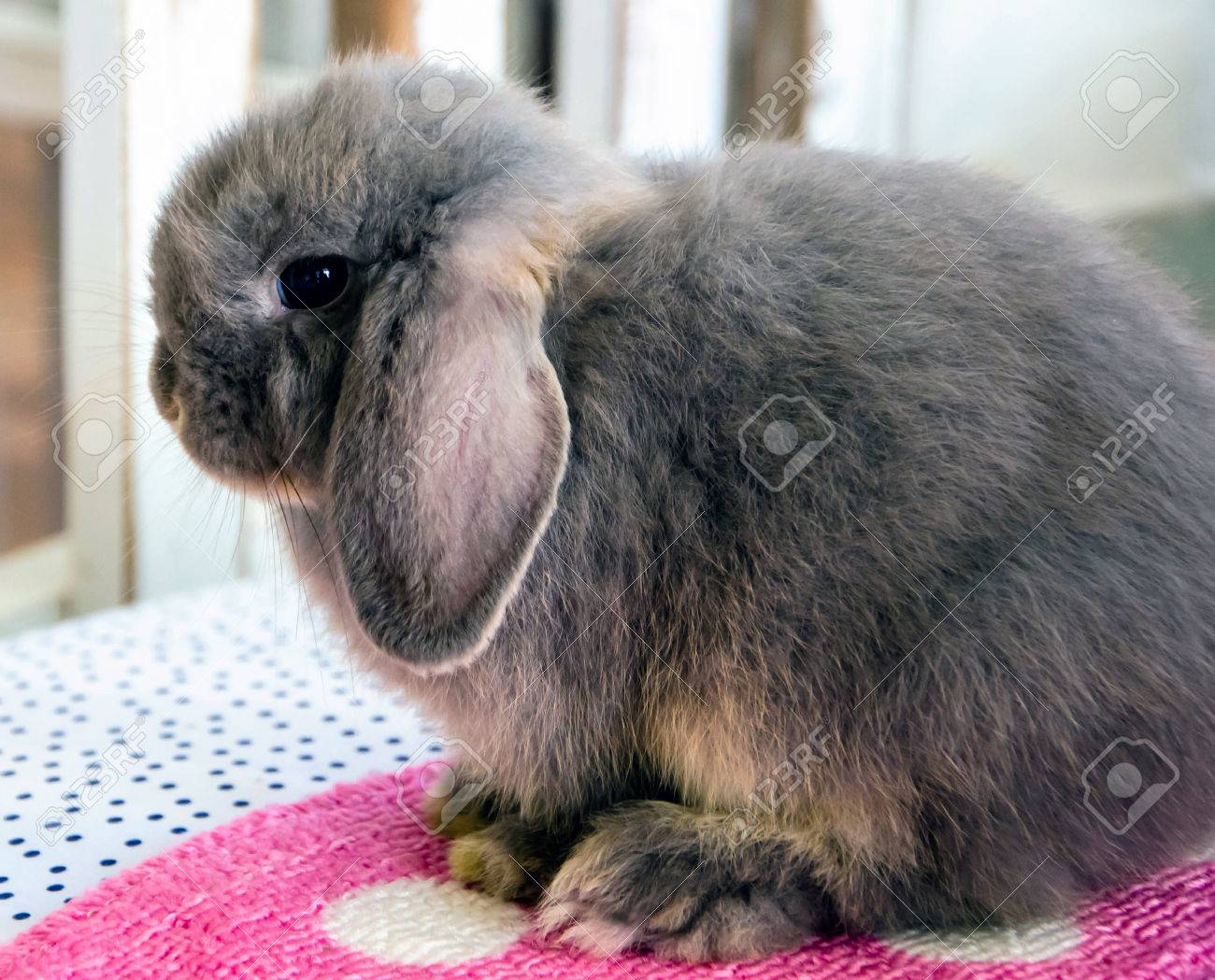 gray holland lop