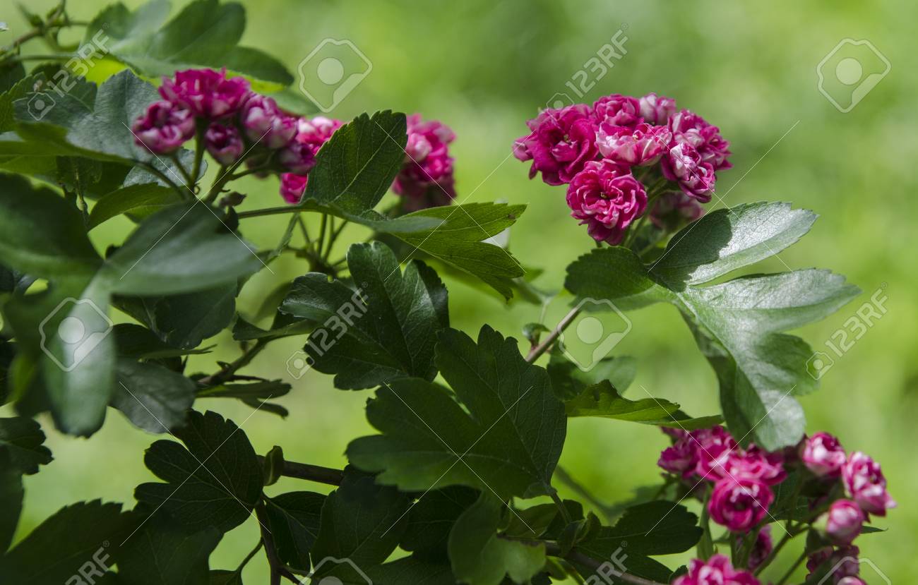 山から小さな赤い花 の写真素材 画像素材 Image