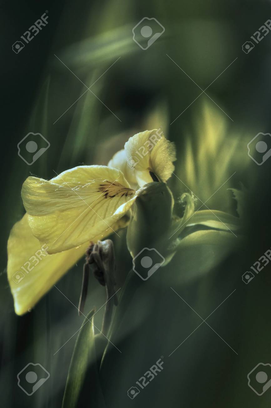 etiam-dictum-ipsum-a-felis