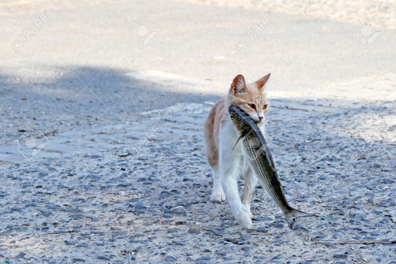 cat with fish