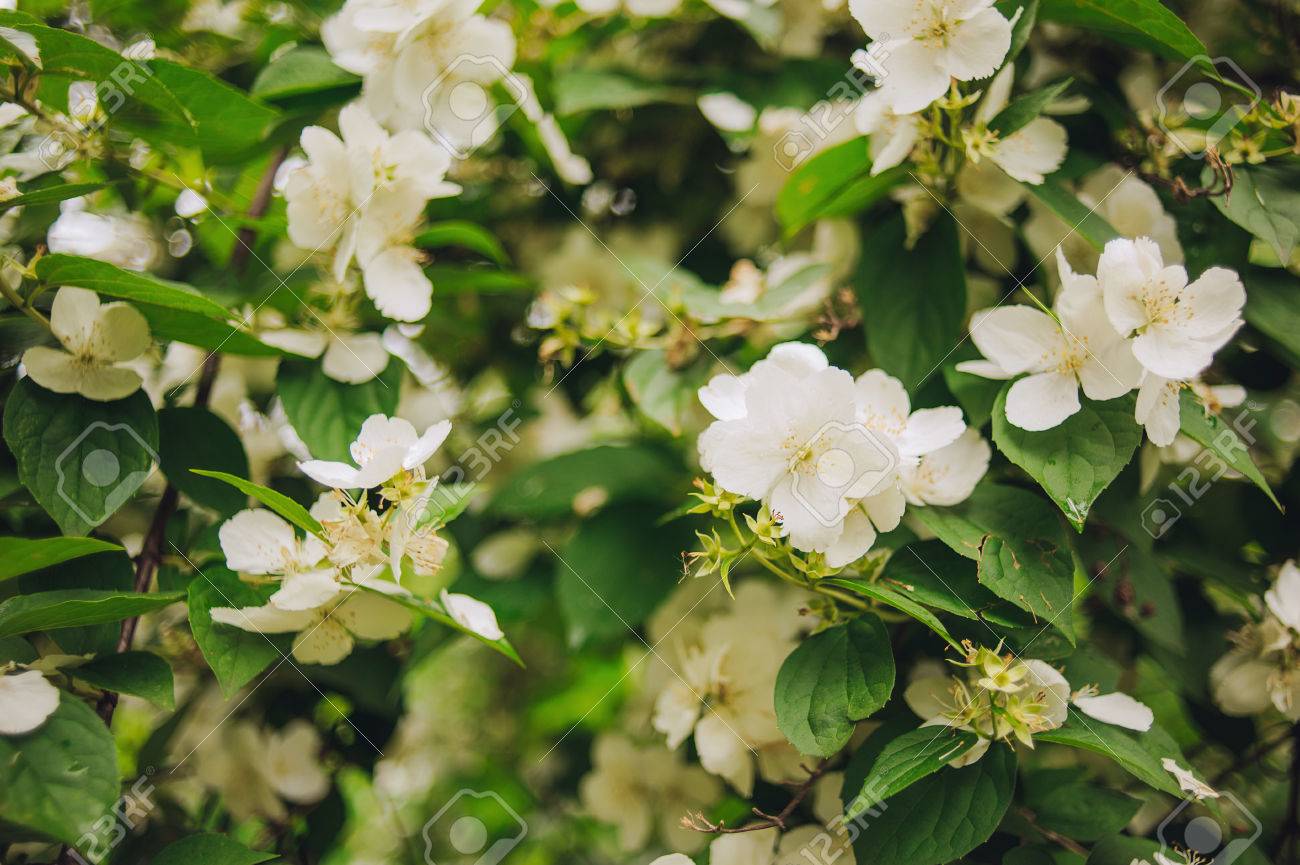 夏に白 Sampaguita ジャスミンやアラビアン ジャスミン花が咲く の写真素材 画像素材 Image