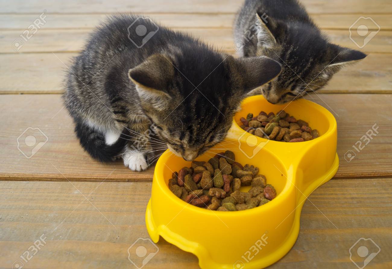 cat feeding plate