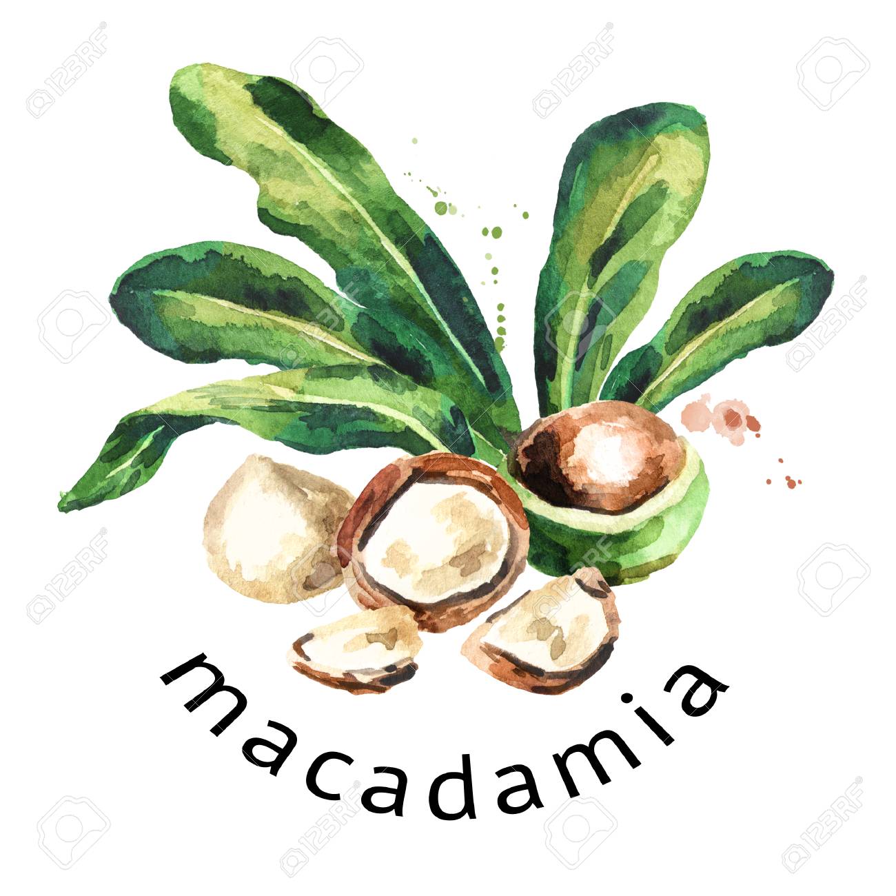 マカダミア ナッツのラウンド構成 水彩の手描きイラスト の写真素材 画像素材 Image