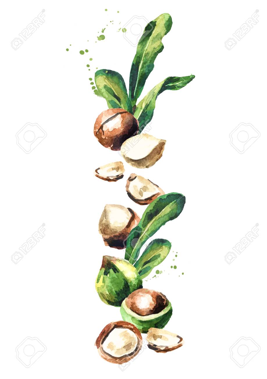 マカダミア ナッツと緑の葉 水彩の手描きイラスト の写真素材 画像素材 Image
