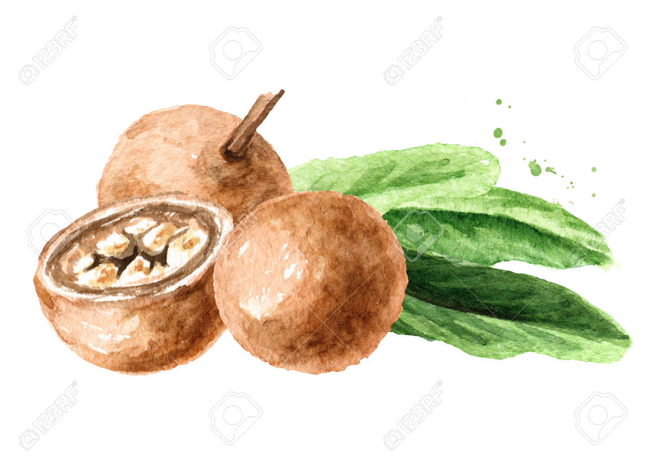 Medical Plant Hydnocarpus Anthelminthicus Or Chaulmoogra, Watercolor Hand  Drawn Illustration, Isolated On White Background Stock Photo, Picture and  Royalty Free Image. Image 166245369., image size:1300x919