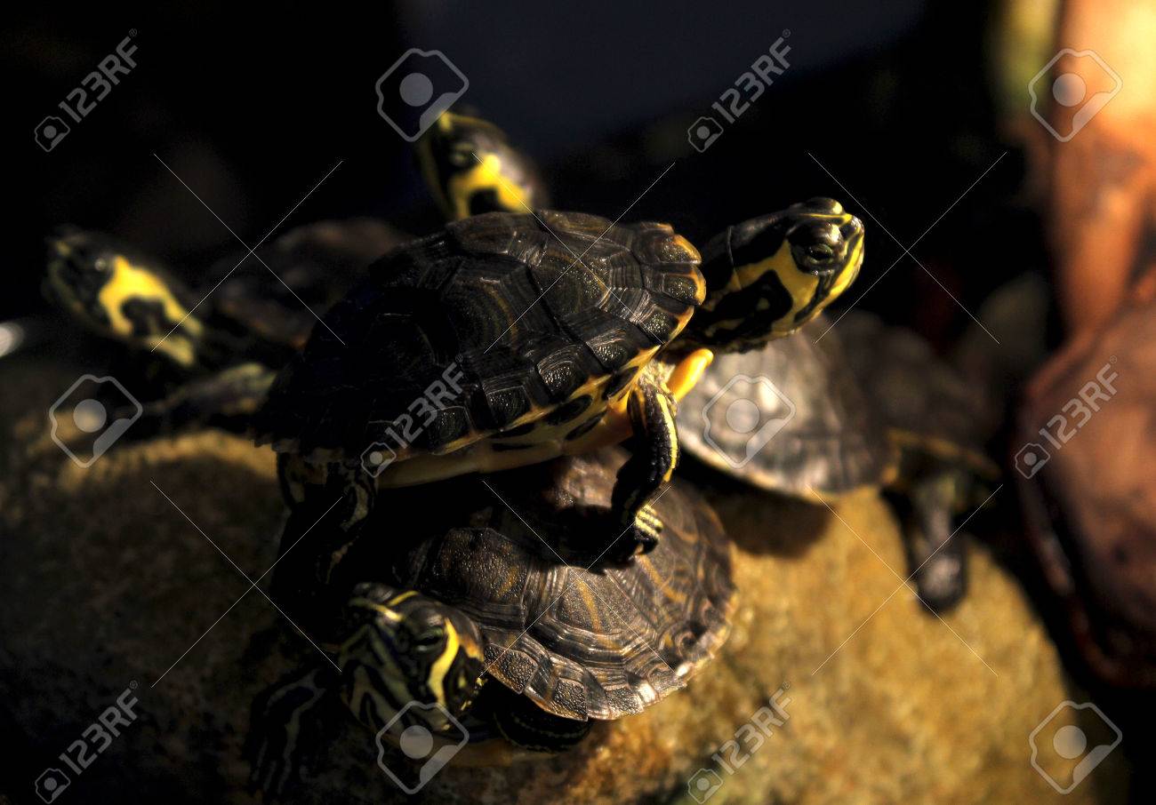 etiam-dictum-ipsum-a-felis