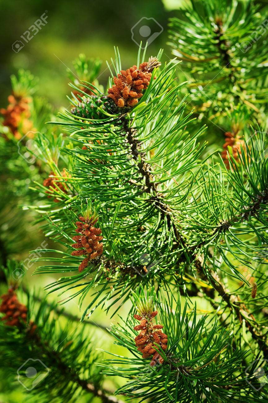針葉樹の円錐形 スコットランドまたはスコッチ パイン マツのヨーロッパアカマツ若い男性花粉花常緑針葉樹林で育つ木の上 ポメラニア ポーランド の写真素材 画像素材 Image