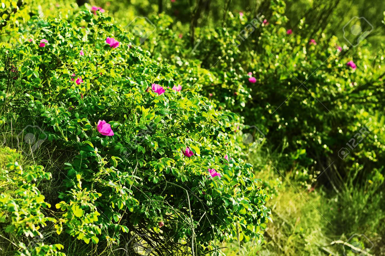 Arbuste Rose Canina En Fleurs Communément Connu Sous Le Nom De Rose De Chien Des Fleurs En Fleurs Roses Descalade De Roses Sauvages Poussent Sur