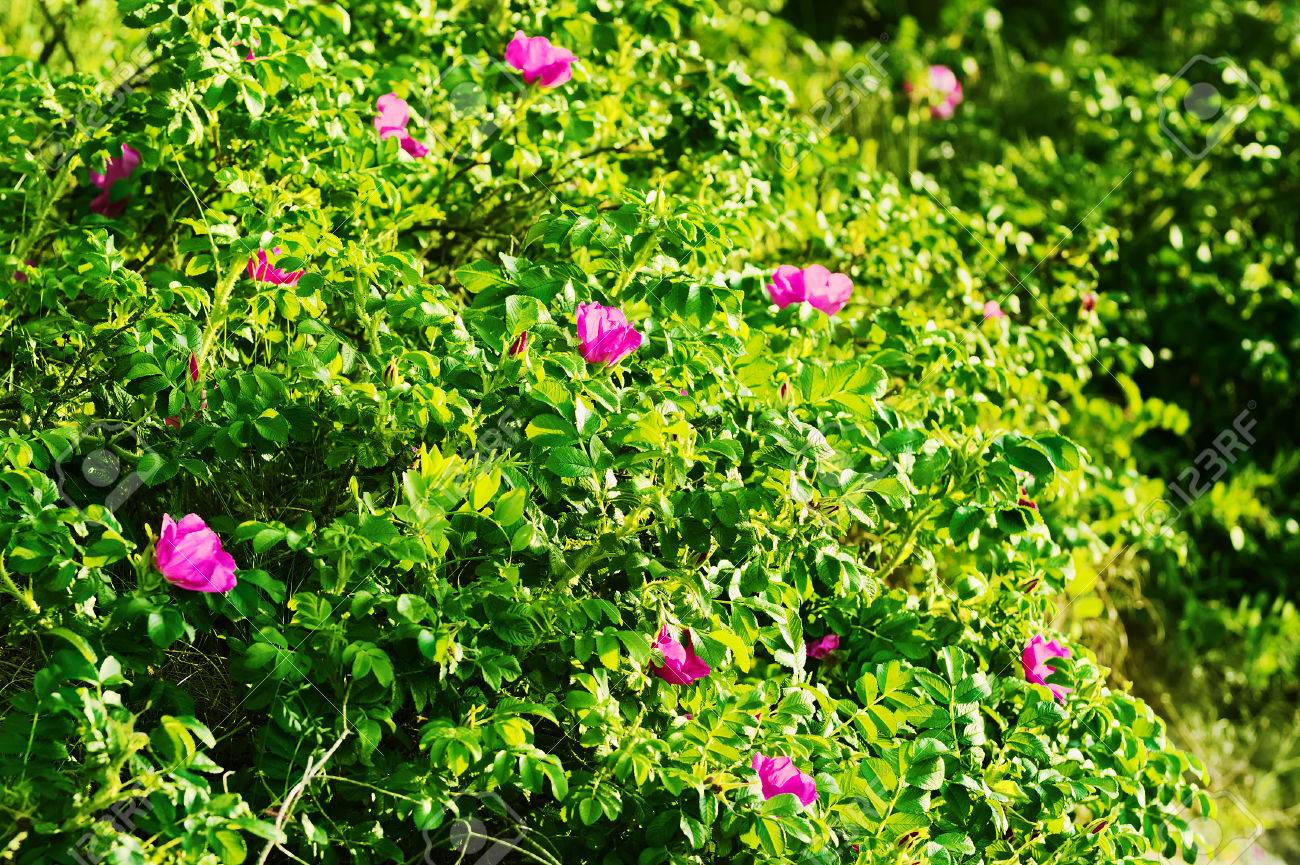 Arbuste Rose Canina En Fleurs Communément Connu Sous Le Nom De Rose De Chien Des Fleurs En Fleurs Roses Descalade De Roses Sauvages Poussent Sur