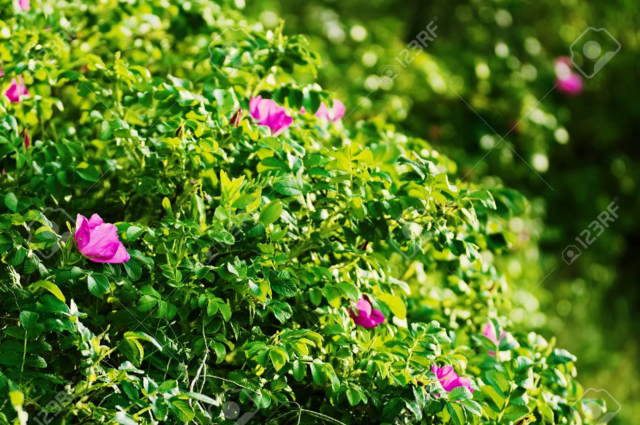 Arbuste Rose Canina En Fleurs Communément Connu Sous Le Nom De Rose De Chien Des Fleurs En Fleurs Roses Descalade De Roses Sauvages Poussent Sur