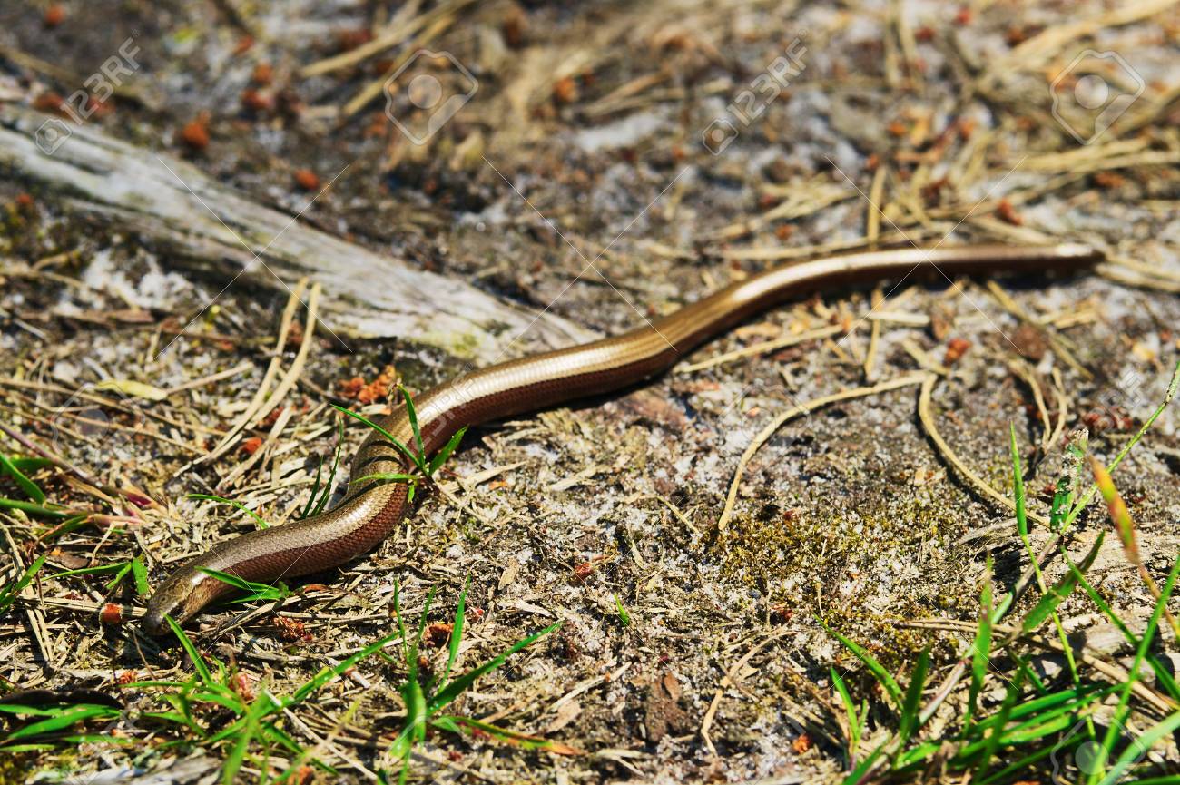 Slowworm Anguis Fragilis Legless Lizard Also Called Blindworm
