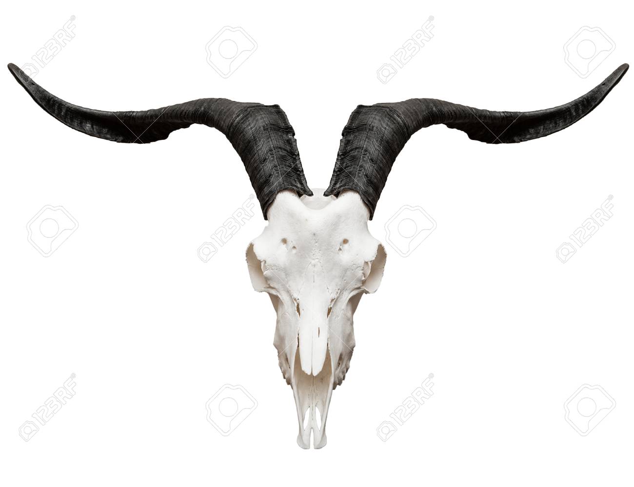 白い背景に分離されたヤギの頭蓋骨 の写真素材 画像素材 Image