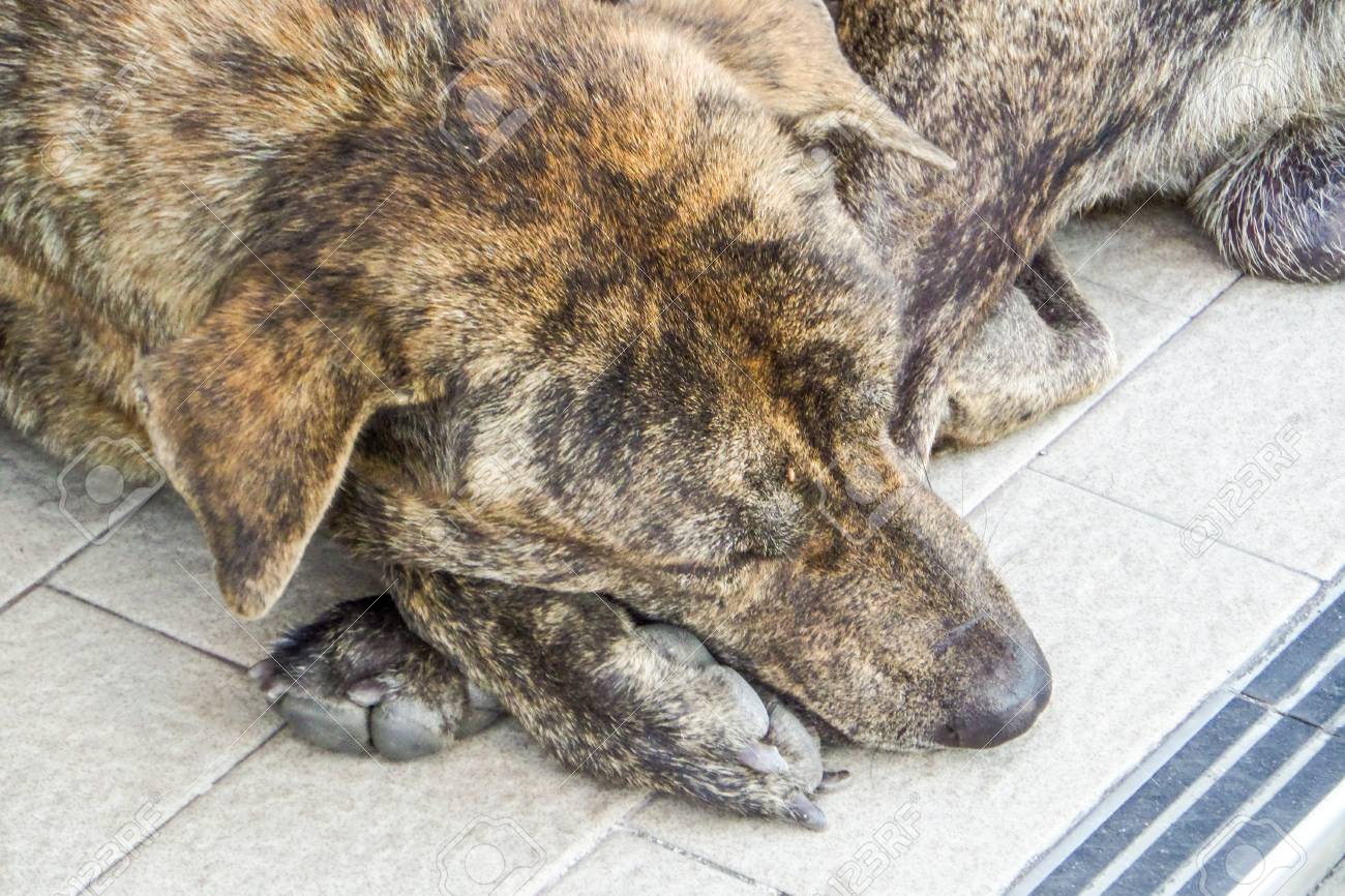悲しみの犬がコンビニの前で食べ物を待つ の写真素材 画像素材 Image