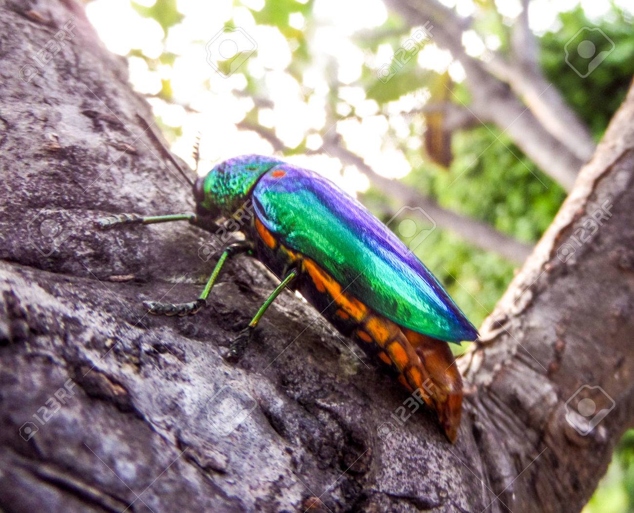 タマムシは、光沢のある虹色のため宝石のカブトムシとして知られている